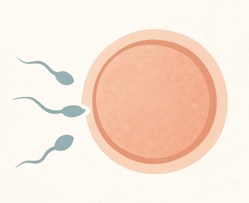 Sperm swimming to an egg before fertilisation